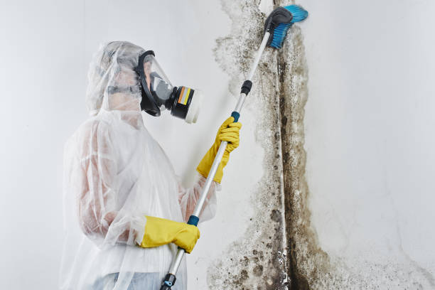 Mold Removal Process in Calcium, NY