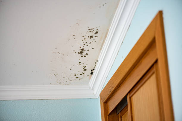 Best Office Mold Removal Services  in Calcium, NY