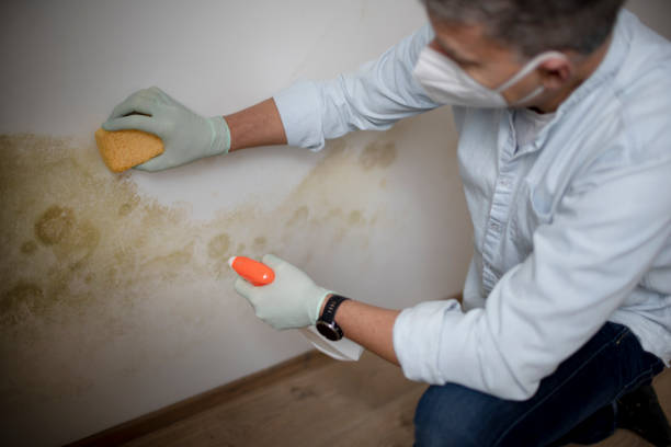 Best Office Mold Removal Services  in Calcium, NY