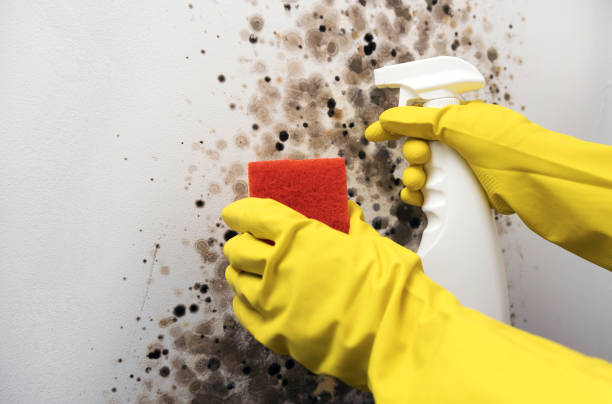 Mold Testing and Removal in Calcium, NY