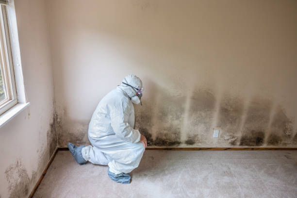 Best Certified Mold Removal  in Calcium, NY