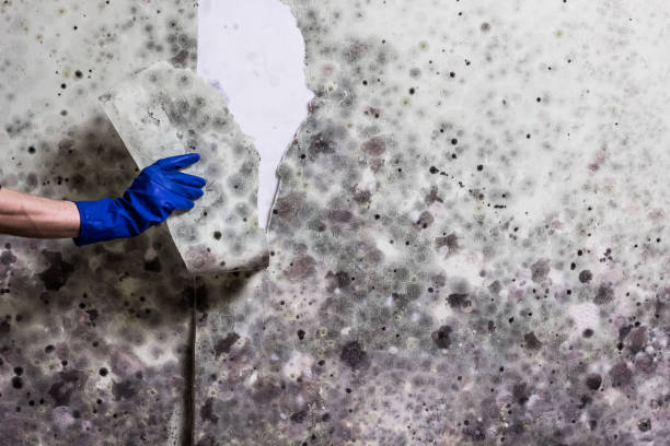 Best Professional Mold Removal  in Calcium, NY