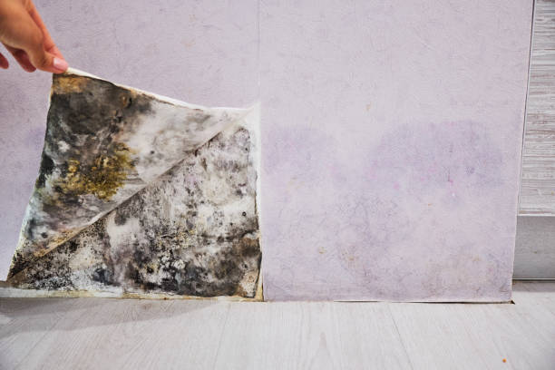 Best Toxic Mold Removal  in Calcium, NY